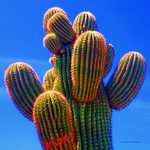 Catus-2.jpg