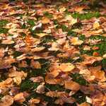 Leavea-on-Grass-II.jpg