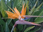 bird of paradise