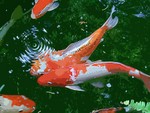 koi