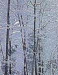 Snow on Trees